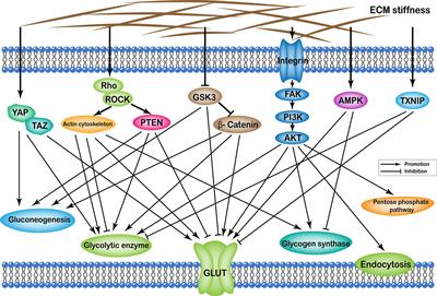 Extracellular Matrix Stiffness: New Areas Affecting Cell Metabolism